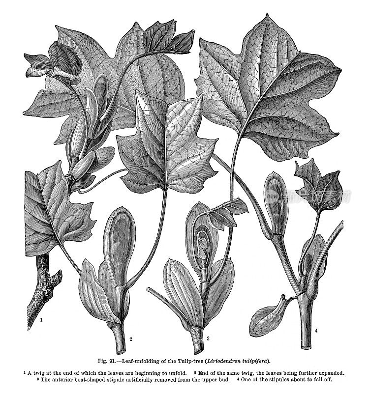 植物自然史，维多利亚植物插图，1897年，郁金香树的叶子展开(Liriodendron tulipifera)